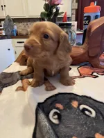 Wafer, a male Dachshund for sale in Monona, IA – Photo 2 of 4