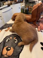 Wafer, a male Dachshund for sale in Monona, IA – Photo 3 of 4