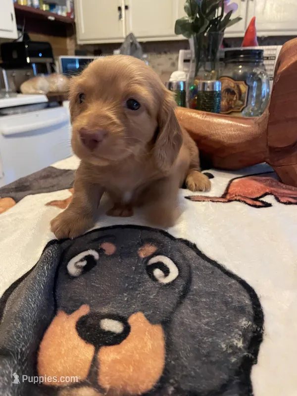 Wafer – Dachshund puppy for sale in Monona, IA