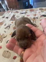 Coffee cake, a female Dachshund for sale in Monona, IA – 2 of 3