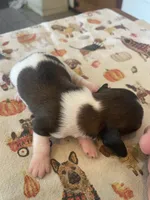 Cookie Dough, a female Dachshund for sale in Monona, IA – 5 of 5