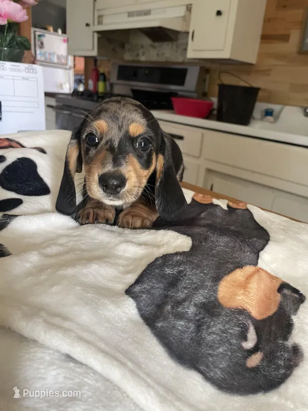 Pudding – Dachshund puppy for sale in Monona, IA