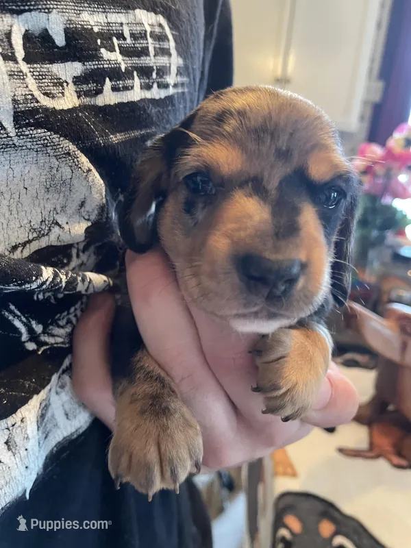 Pudding, a male Dachshund for sale in Monona, IA – Photo 1 of 4