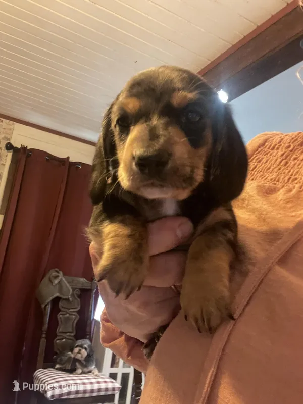 Pudding – Dachshund puppy for sale in Monona, IA