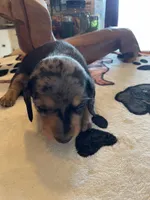 Pudding, a male Dachshund for sale in Monona, IA – Photo 3 of 4