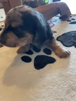 Pudding, a male Dachshund for sale in Monona, IA – Photo 2 of 4