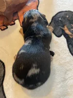 Pudding, a male Dachshund for sale in Monona, IA – Photo 4 of 4