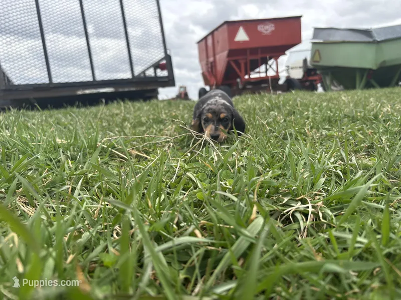 Pudding – Dachshund puppy for sale in Monona, IA