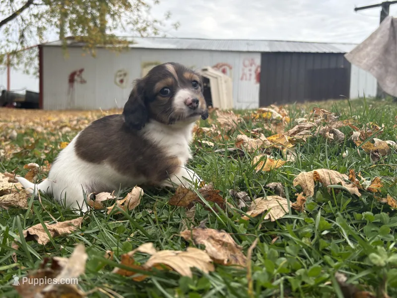 Cookie Dough – Dachshund puppy for sale in Monona, IA