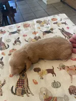 Carmel, a male Dachshund for sale in Monona, IA – 5 of 5