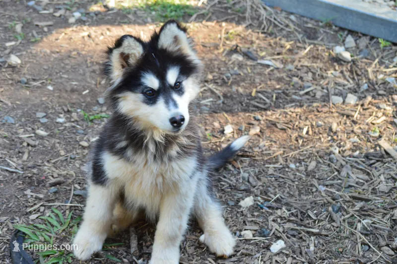 babygirl – Siberian Husky puppy for sale in Madison Heights, VA