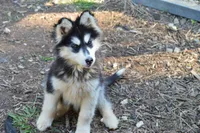 babygirl, a female Siberian Husky for sale in Madison Heights, VA – 1 of 2