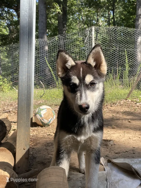 Luna – Siberian Husky puppy for sale in Madison Heights, VA