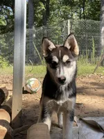 Luna, a female Siberian Husky for sale in Madison Heights, VA – 1 of 5