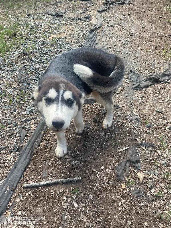 Snow White – Siberian Husky puppy for sale in Madison Heights, VA