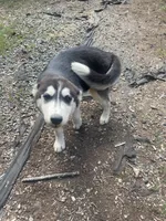 Snow White, a female Siberian Husky for sale in Madison Heights, VA – 8 of 8