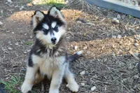babygirl, a female Siberian Husky for sale in Madison Heights, VA – 2 of 2