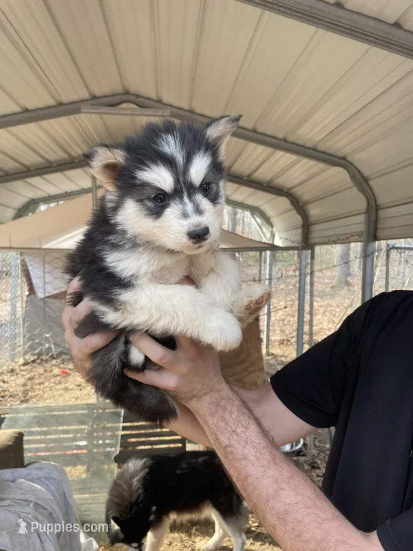 Goliath – Siberian Husky puppy for sale in Madison Heights, VA