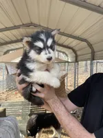 Goliath, a male Siberian Husky for sale in Madison Heights, VA – Photo 1 of 5