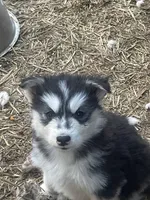 Goliath, a male Siberian Husky for sale in Madison Heights, VA – Photo 3 of 5