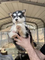 Goliath, a male Siberian Husky for sale in Madison Heights, VA – Photo 4 of 5