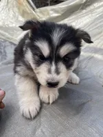 Goliath, a male Siberian Husky for sale in Madison Heights, VA – Photo 5 of 5