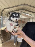 diva, a male Siberian Husky for sale in Madison Heights, VA – Photo 5 of 5