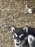 diva, a male Siberian Husky for sale in Madison Heights, VA – Photo 4 of 5