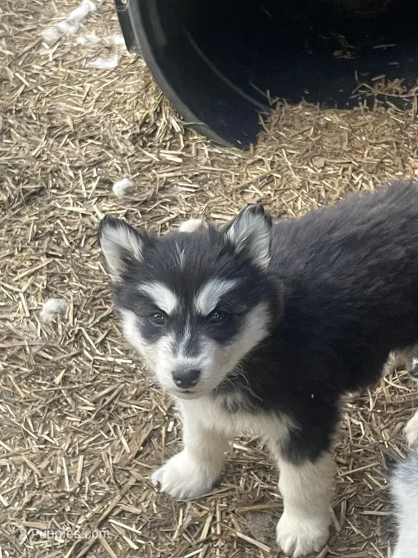 Diva – Siberian Husky puppy for sale in Madison Heights, VA