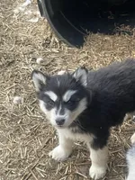 diva, a male Siberian Husky for sale in Madison Heights, VA – Photo 1 of 5