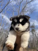 diva, a male Siberian Husky for sale in Madison Heights, VA – Photo 3 of 5