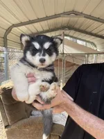 diva, a male Siberian Husky for sale in Madison Heights, VA – Photo 2 of 5