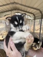 Luna, a female Siberian Husky for sale in Madison Heights, VA – Photo 2 of 4