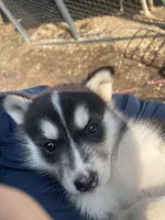 Luna, a female Siberian Husky for sale in Madison Heights, VA – Photo 3 of 4