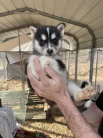 Luna, a female Siberian Husky for sale in Madison Heights, VA – Photo 4 of 4