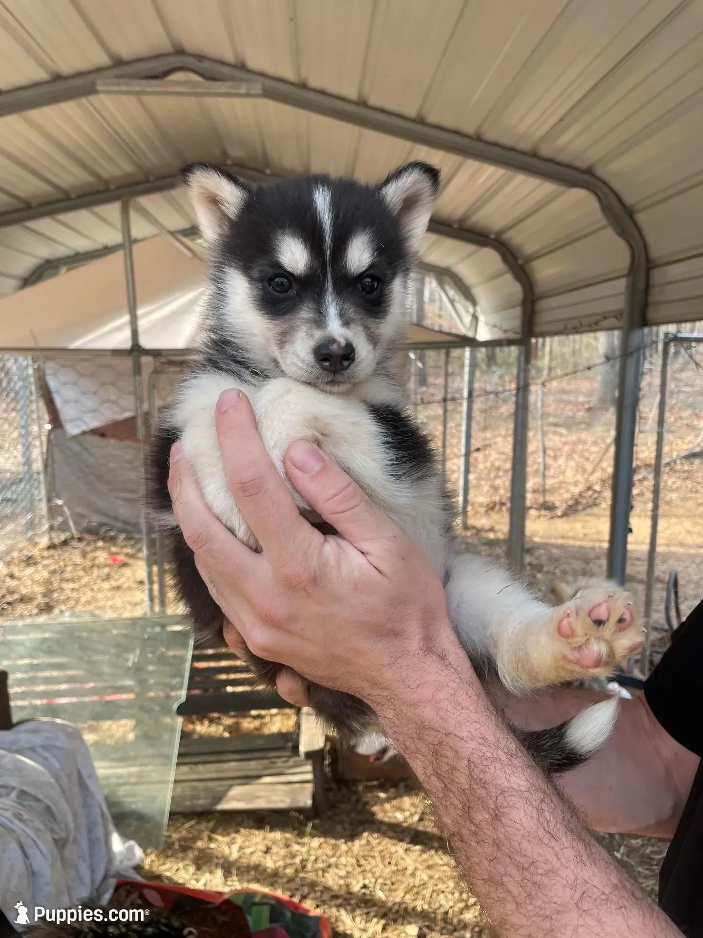 Luna – Siberian Husky puppy for sale in Madison Heights, VA