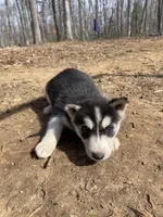 Snow White, a female Siberian Husky for sale in Madison Heights, VA – Photo 6 of 7