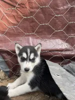 Snow White, a female Siberian Husky for sale in Madison Heights, VA – Photo 5 of 7