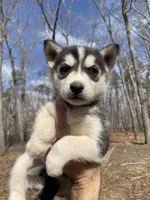Snow White, a female Siberian Husky for sale in Madison Heights, VA – Photo 3 of 7