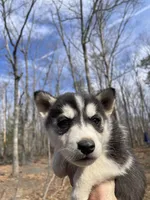 Snow White, a female Siberian Husky for sale in Madison Heights, VA – Photo 1 of 7