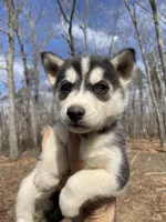Snow White, a female Siberian Husky for sale in Madison Heights, VA – Photo 4 of 7