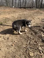 Snow White, a female Siberian Husky for sale in Madison Heights, VA – Photo 7 of 7