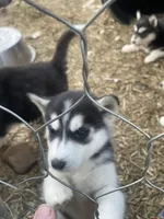 Snow White, a female Siberian Husky for sale in Madison Heights, VA – Photo 2 of 7