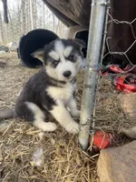 Big boy, a male Siberian Husky for sale in Madison Heights, VA – Photo 5 of 6