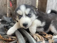 Big boy, a male Siberian Husky for sale in Madison Heights, VA – Photo 2 of 6