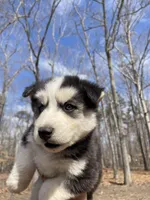 Big boy, a male Siberian Husky for sale in Madison Heights, VA – Photo 4 of 6