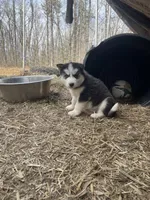 Big boy, a male Siberian Husky for sale in Madison Heights, VA – Photo 6 of 6