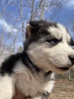 Big boy, a male Siberian Husky for sale in Madison Heights, VA – Photo 3 of 6