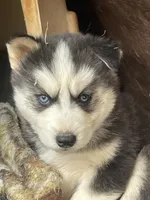 Big boy, a male Siberian Husky for sale in Madison Heights, VA – Photo 1 of 6