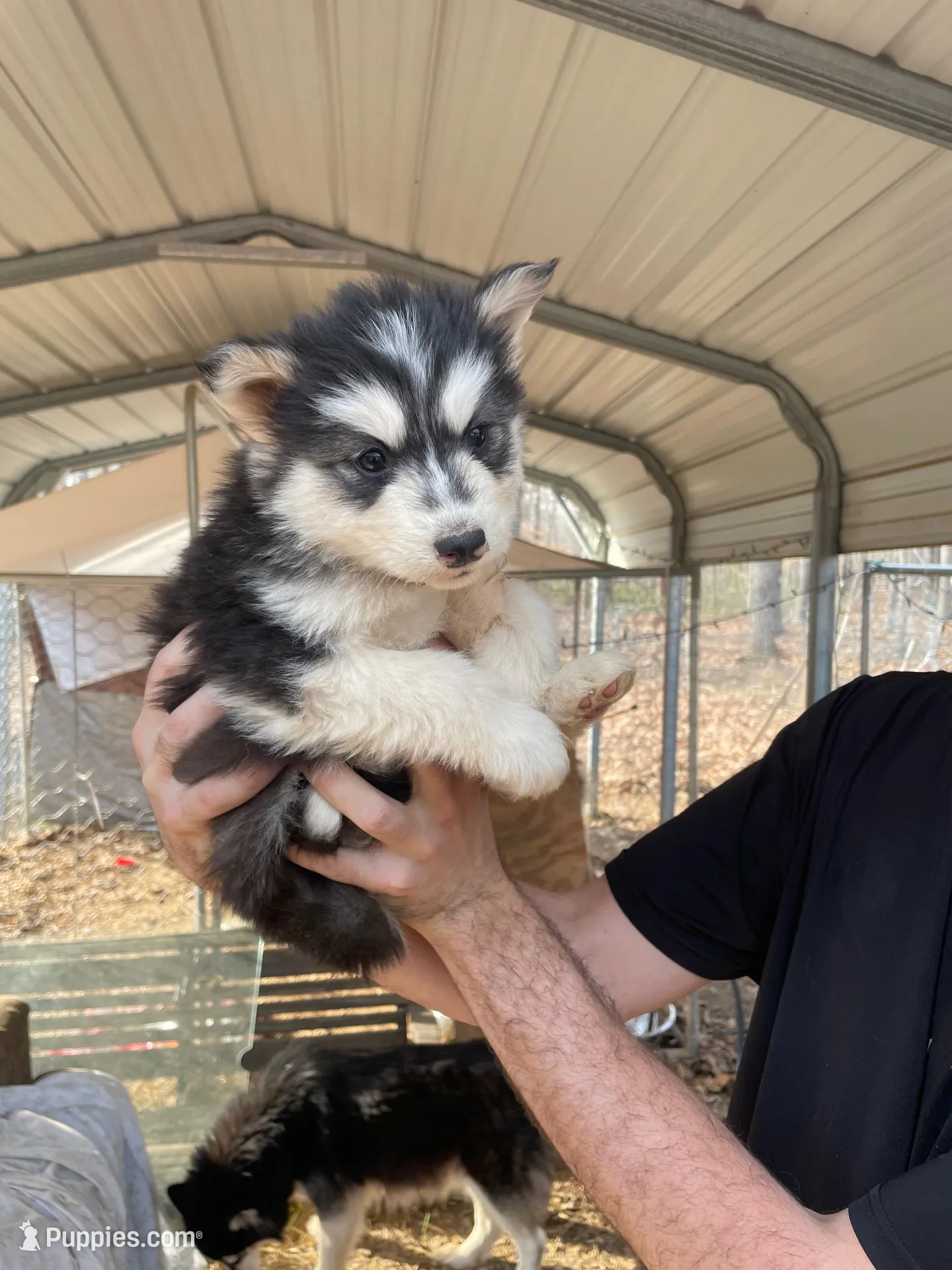 Goliath, a male Siberian Husky for sale in Madison Heights, VA – Photo 2 of 5